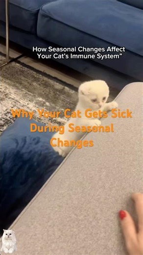 How Seasonal Changes Affect Your Cat’s Immunity | Essential Nutrients You Should Know