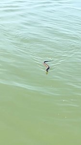 Snake ID? Water Moccasin? Came across this snake trying to board our boat. Theresa was NOT having it!! #fishing #fishinglife #snake | 30milesOUT fish'n TV