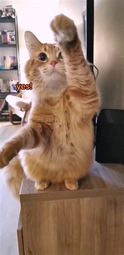 Adorable Cat Seeking Snuggles and Hugs