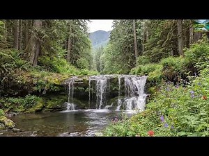Morning Birdsong with Small Waterfall in the Forest for Relaxation