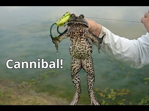 Bullfrogs are Cannibals!