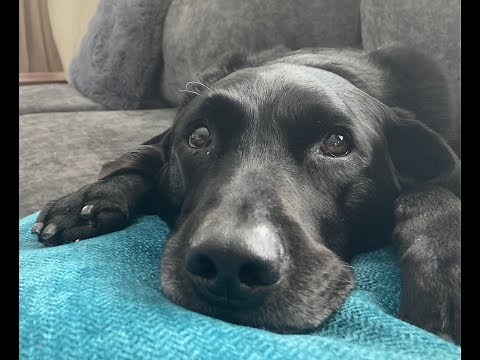 What does a euthanasia appointment look like for you and your pet?