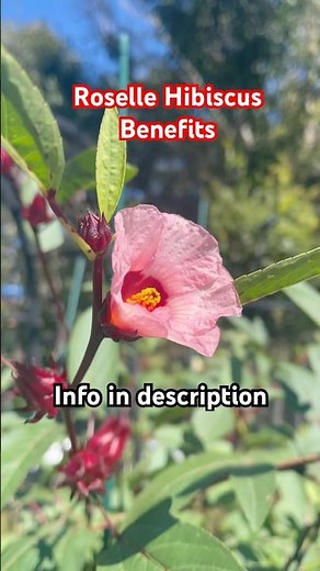 Roselle Hibiscus: A Beautiful Plant with BIG Health Benefits