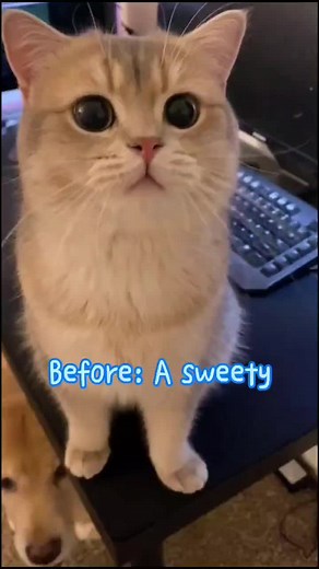 Dealing with Your Girlfriend's Angry Cat: Before vs After