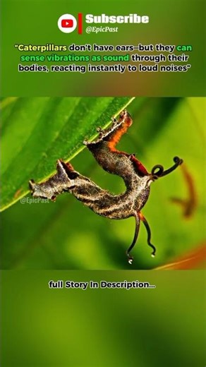 They Can “Hear” Without Ears? The Creepy Truth About Caterpillars #epicpast #shorts