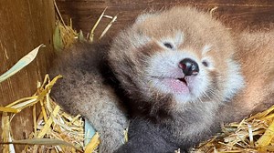 Banham Zoo in Norfolk unveils 'truly special' red panda cubs