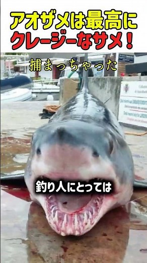 【自爆】世界最速のサメ「アオザメ」の性格が短気すぎて、ボートに勝手に飛び込んでくる件ｗ #サメ #アオザメ #衝撃映像 #釣り #野生の驚異 #海のハンター #せっかち #自爆 #shorts #雑学