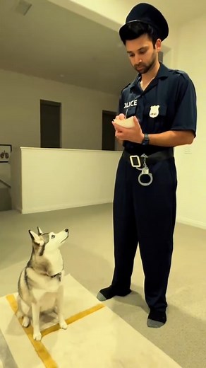 1.5M views · 10K reactions | Sapphie gets pulled over 藍 #funnydogs #reels #comedy #dogs #funny | Sapphie_the_pomsky | Facebook
