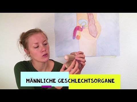 Körper-Basics: Männliche Geschlechtsorgane