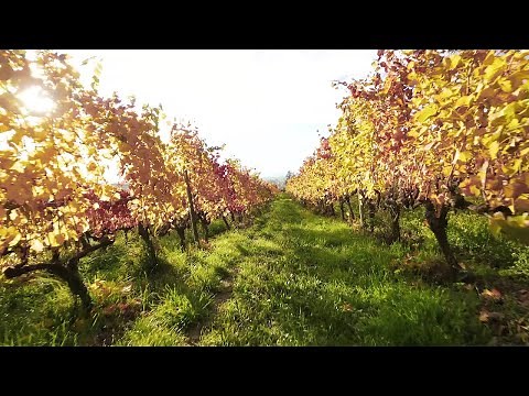 Laissez-vous surprendre.... | Loire Forez agglomération