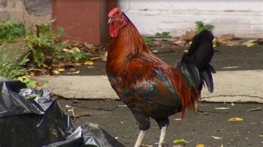 2 men found with more than 650 roosters in cockfighting arrest in Nash County: Deputies