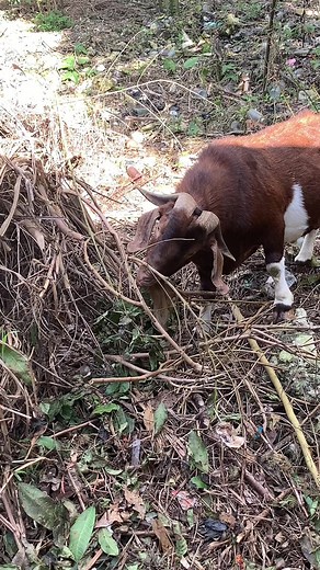 Brown and White Goat Grazing in Natural Habitat