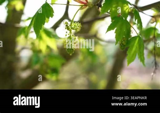 Sycamore maple tree blossoms swaying on branch in wind with blurred background. Acer pseudoplatanus flowers Stock Video Footage - Alamy