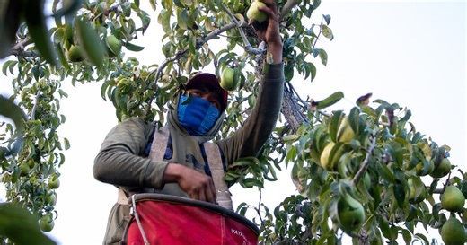 Displaced in the fields: Domestic farmworkers and the cost of immigration shifts in the Pacific Northwest