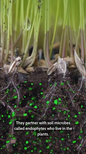 Legumes are not the only plants that can fix nitrogen!