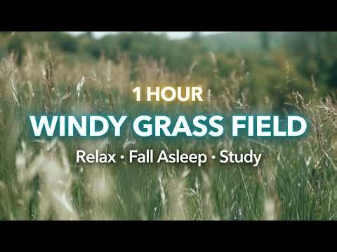 1 Hour Windy Grass Field Ambience 🌾 Gentle Wind Sounds for Sleep & Relaxation