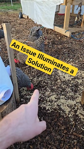 Why Chickens Scratch Even With Plenty of Feed #BackyardChickens #Homestead #backyardchickens