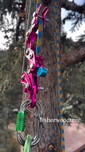 Shady Grove Tree Care on Reels | Facebook