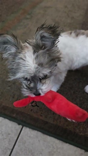 Yorkiepoo Puppy 1st Haircut & Playtime!