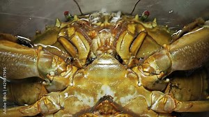 Live shellfish, mud crab trying to survive, breath in captivity
