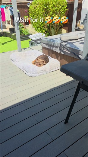 English Bulldog Surprise Moment Caught on Camera