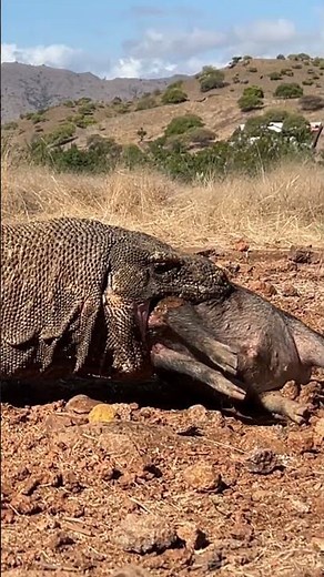😱😱No Mercy: Komodo Devours Its Victim Whole #americanviewers #komodo #wildlifeentertainment