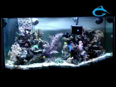 Aquagenesis International - The RoboSnail.flv