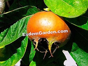 一般的なメドラー（ビワ）、ビワの木：植え付け、栽培 🌿 すべてのガーデニングや庭のデザインについて - 2025