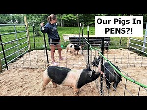Pastured Pigs In PENS? Why? (We HAD To) Simple Pig Pen Set-Up