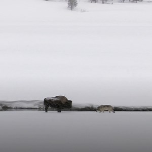 There's no messing with this momma bison 🦬💪 | National Geographic Animals