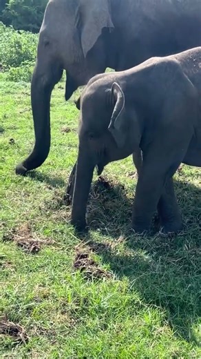 How Elephants Eat Their Food 🐘🌿 | Amazing Trunk Skills #elephanteating #elephantfeed #elephantseat