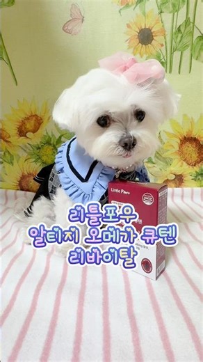 달콩이랑 같이 먹어보자~ #리틀포우 #오메가3 #강아지영양제 #코엔자임q10