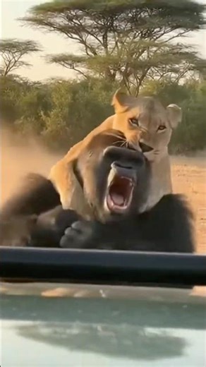 Gorilla Mother Hands Baby To Humans While Being Attacked By Lion 😭