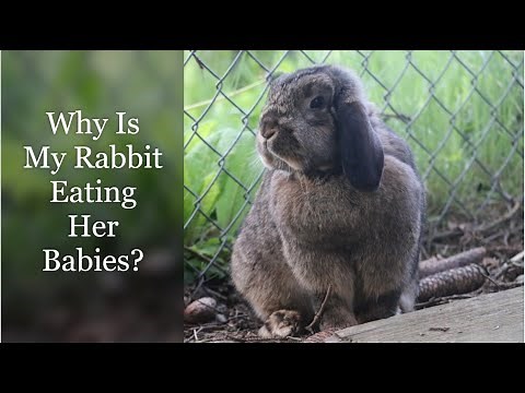 Why Is My Rabbit Eating Her Babies?