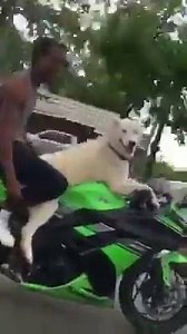 To be fair this dog rides better than a lot of humans I know... 😂 #Doglife #BikersBible | BikersBible