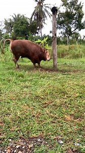 9.6K views · 59 reactions | Sapi Limousin Brahman Simmental Sapi bull FYPシ | Blantik milenial | Facebook