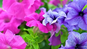 Grow with KARE: New hybrid petunias