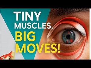 Tiny Muscles, Big Moves: The Science Behind Eye Motion
