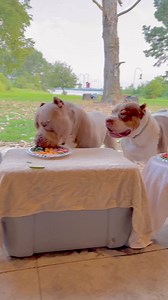 Happy Birthday 🎉🎂 Mr. Moose 🫎. Thank you 🙏🏻 for bringing so many people joy and happiness 🥹 we love you buddy ❤️. #fypviralシ #celebration #dog #happiness #joy #loveyou #gratefulthankfulblessed #special #beautiful #doglife #Wow #Amazing | Sampson TheVelvet Moose