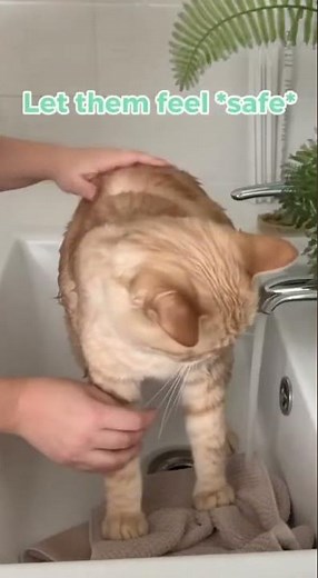 How to Bathe Your Cat Without Getting Scratched?! #cat #catlovers #CatBath