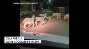 126K views · 684 reactions | DEVA RURALA - CAPRE COCOTATE PE MASINI | Stirile Antena 3 DEVA | Facebook