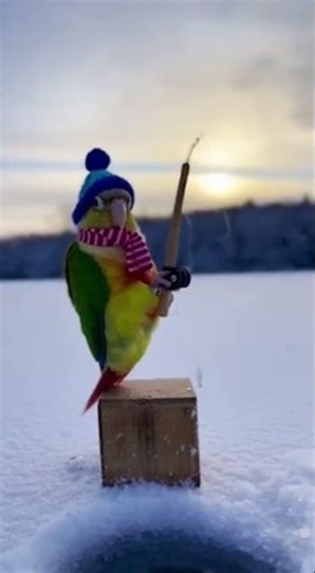 Join Chika the Parrot on a Winter Fishing Expedition! ❄️🐦