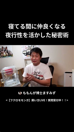 【フクロモモンガ】寝てる間に仲良くなる 夜行性を活かした秘密術