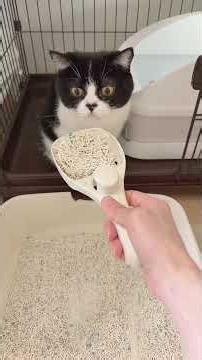 ZuttNyanの猫砂レビュー✨️👏👏👏サブちゃんは頑なにいつものトイレしか使ってくれないけどもしもの時のための予備トイレに固まるタイプを検討中🤓ブルーのパッケージは5in1