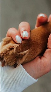 Die meisten Hundebesitzer übersehen dieses Stress-Signal! 🐶 #hund #dogmindde