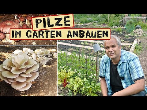 Growing mushrooms in the garden - How to properly plant a mushroom bed and harvest for years - Br...