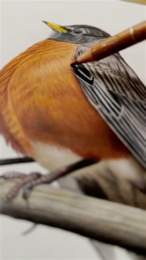 Drawing an American Robin In Colored Pencil #coloredpenciltutorial