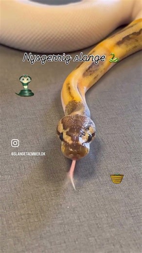 New ball python Ball python GHI Pinstripe Pied 66% het Clown.