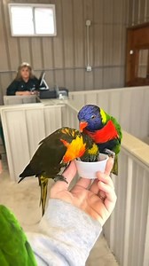 27K views · 837 reactions | Flying into your visit this morning like: In case you missed it: our free flight lorikeet aviary is now OPEN DAILY for the Summer months列 You’ll be hard pressed to find a more hands-on adventure than this! Enter the aviary, grab your nectar cup, and ready your cameras for our flock! Just one of the many attractions housed within our Aussie Outpost, supported as always by our friends at Visions Federal Credit Union! | Animal Adventure Park | Facebook