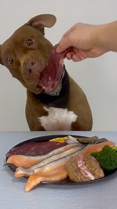 Today's meal Venison🦌 Sheep brain🧠 Guinea fowl feet🐔 Salmon🐟 Broccoli🥦 #dogeating #rawfeeding #rawfeeding #rawfood #mukbang #pitbull #asmr #barf | Bounce The Pitbull